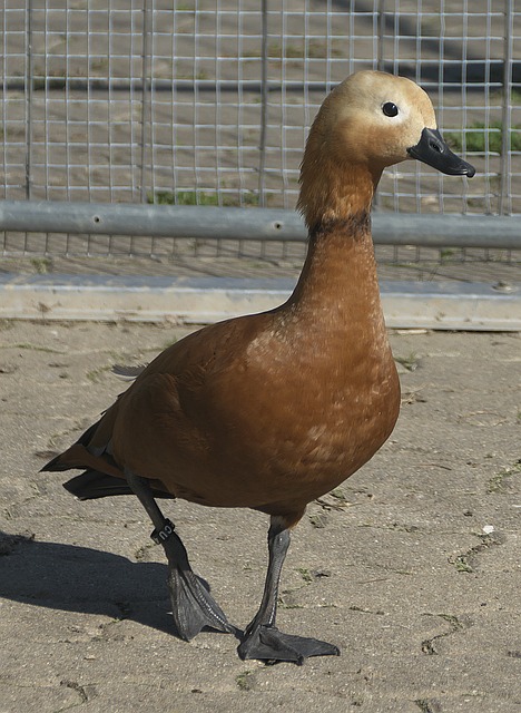 都是至关重