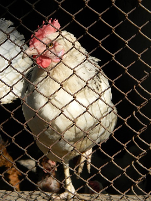 段增强球员 段增强球员